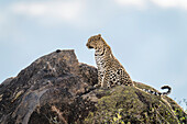 Leopard (Panthera pardus) sits on rock under blue sky,Kenya