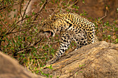 Leopard (Panthera pardus) sits snarling on rocks by bush,Kenya