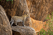 Leopard (Panthera pardus) steht und schaut von einem Felsvorsprung aus, Kenia