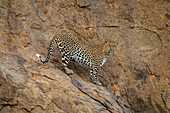 Leopard (Panthera pardus) steht auf einem steilen Felsen und beobachtet die Kamera,Kenia