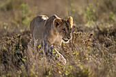 Nahaufnahme einer Löwin (Panthera leo), die bei Sonnenschein durch das niedrige Gebüsch läuft,Laikipia,Kenia