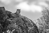 Leopard (Panthera pardus) liegt auf einem Felsvorsprung zwischen Bäumen, Laikipia, Kenia