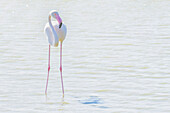 Flamingo wading in shallow water,processed in high key lighting,Sainte Marie de la Mer,France