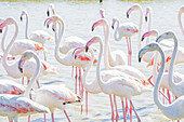 Flamingoes wading in shallow water,processed in high key lighting,Sainte Marie de la Mer,France