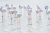 Flamingos, die im flachen Wasser waten, bearbeitet mit High-Key-Licht, Sainte Marie de la Mer, Frankreich
