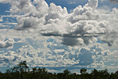 Weiße Wolken an einem blauen Himmel über silhouettierten Baumkronen am Horizont,Australien