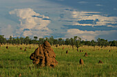 Australian grassland with termite mounds,Australia