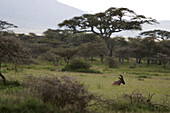 Lone wildebeest in the savanna,Africa