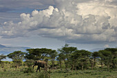 Elefant wandert durch die Savanne,Serenera,Tansania