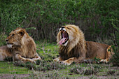 Männliche Löwen (Panthera leo) entspannen sich in der Savanne,Serenera,Tansania
