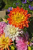 Dahlia flowers capturing the colors of summer,Olympia,Washington,United States of America