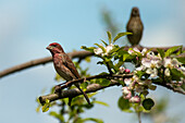 Beautiful male House Finch (Haemorhous mexicanus) perched on a flowering apple tree branch,Olympia,Washington,United States of America