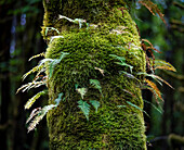 Farn und Moos am Stamm eines großen Blattahorns im feuchten Westen Washingtons,USA,Washington,Vereinigte Staaten von Amerika