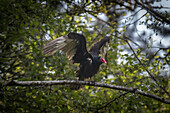 Adult Turkey vulture (Cathartes aura) perched in a tree ready to take flight,Olympia,Washington,United States of America