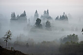 Morning fog shrouds evergreen trees,Washington,United States of America