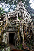 Tree roots encase a wall at the ancient temple of Ta Prohm,Siem Reap,Cambodia
