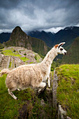 Lama (Lama glama) springt über eine Gletscherspalte am Machu Picchu, Peru
