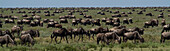 Herd of wildebeest graze on the African grasslands in Serengeti National Park,Tanzania