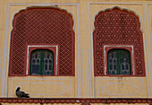 Pigeon rests on a ledge of the City Palace in Jaipur,Jaipur,Rajasthan State,India