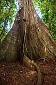 Large Kapok tree (Ceiba pentandra) on Barro Colorado Island,Barro Colorado Island,Panama