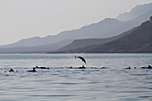 Dolphins off the west coast of Socotra Island,Socotra Island,Yemen