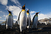 Königspinguine (Aptenodytes patagonicus) am Strand von Gold Harbour auf der Südgeorgien-Insel,Südgeorgien-Insel