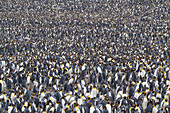 Large flock of King penguins (Aptenodytes patagonicus) at St. Andrews Bay on South Georgia Island,South Georgia Island