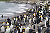 King penguins (Aptenodytes patagonicus) on the beach at St. Andrews Bay on South Georgia Island,South Georgia Island
