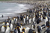 Königspinguine (Aptenodytes patagonicus) am Strand der St. Andrews Bay auf der Südgeorgien-Insel,Südgeorgien-Insel