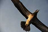 Low angle view of the underside of a Brown booby (Sula leucogaster) in flight in a blue sky over Bona Island,Bona Island,Panama