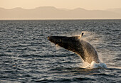 Breaching Humpback whale (Megaptera novaeangliae) in the Sea of Cortez,Baja California,Mexico