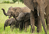 Elefanten (Loxodonta africana) stehen im Grasland im Serengeti-Nationalpark, Tansania