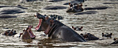 Adult hippopotamus (Hippopotamus amphibius) sparring with a juvenile in Serengeti National Park,Tanzania,Tanzania