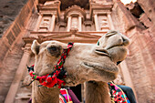 Camels snuggle in front of the Treasury,al Khazneh,in Petra,Petra,Jordan