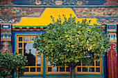 Tree obscures a window of the Jokhang temple,Lhasa,Lhasa,Tibet