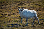 Reindeer (Rangifer tarandus) on tundra in Norway,Edgeoya,Svalbard,Norway