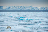 Einsamer Eisbär (Ursus maritimus) überquert das Packeis in der Hinlopenstraße, Spitzbergen, Norwegen