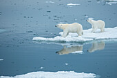 Polar bear (Ursus maritimus) and cub stand on melting pack ice,Storfjord,Svalbard,Norway