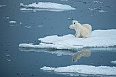 Polar bear (Ursus maritimus) and cub on pack ice,Storfjord,Svalbard,Norway