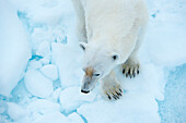 Eisbär (Ursus maritimus) auf Treibeis, Hinlopenstraße, Svalbard, Norwegen