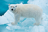 Alarm Eisbär (Ursus maritimus) auf Treibeis, Hinlopenstraße, Spitzbergen, Norwegen