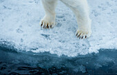 Close-up of polar bear (Ursus maritimus) front feet and legs,standing on the edge of drift ice,Hinlopen Strait,Svalbard,Norway