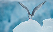 Arctic tern (Sterna paradisaea) on a perch of glacial ice,Spitsbergen,Svalbard,Norway