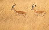 Two impala (Aepyceros melampus) running in the tall grass at Selinda Reserve,Selinda Reserve,Botswana