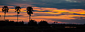 Drei Palmen und die untergehende Sonne über dem Selinda-Reservat, Selinda Reserve, Botswana