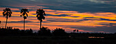 Three palm trees and the sun setting over the Selinda Reserve,Selinda Reserve,Botswana