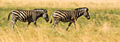 Zwei Zebras beim Spaziergang in den Ebenen des Selinda-Reservats, Selinda-Reservat, Botswana