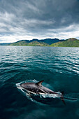 Schwarzer Delfin (Lagenorhynchus obscurus) schwimmt in den Gewässern vor der Küste Neuseelands bei Kaikoura, Neuseeland