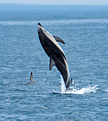 Schwarzer Delfin (Lagenorhynchus obscurus) springt über den Gewässern vor der Küste Neuseelands bei Kaikoura, Neuseeland