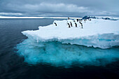 Adelie penguins (Pygosceis adeliae) on an iceberg at Brown Bluff,Antarctica,Antarctica